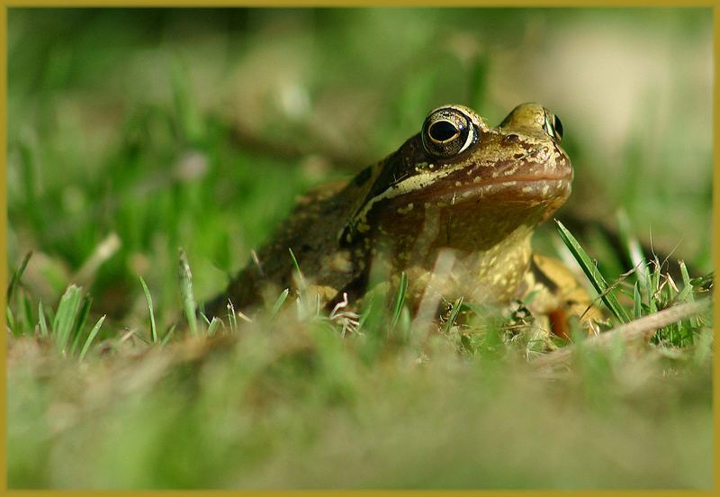 Common Frog