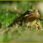 Common Frog