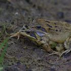 Common Frog