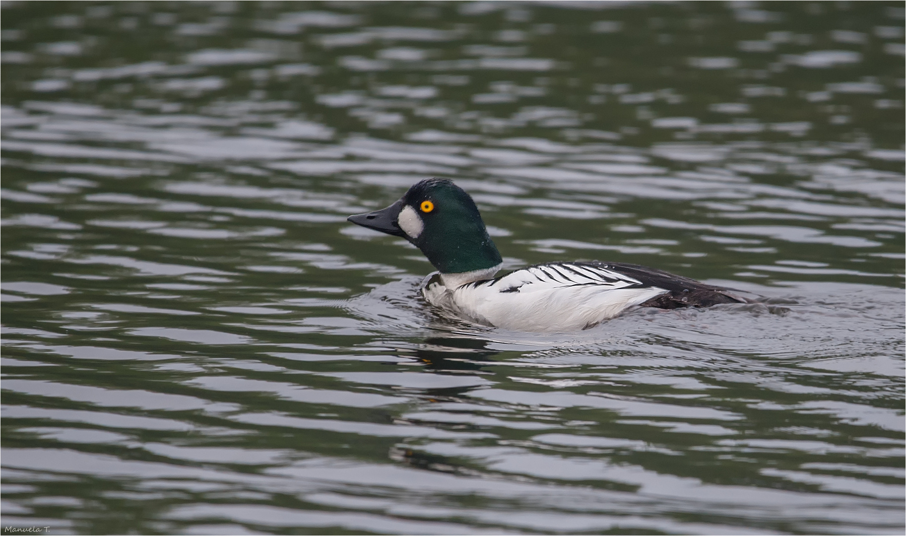 Common goldeneye