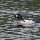 Common goldeneye