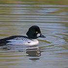 Common goldeneye