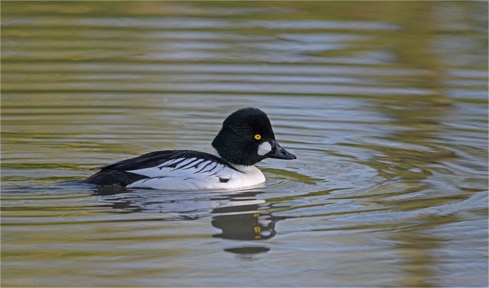 Common goldeneye