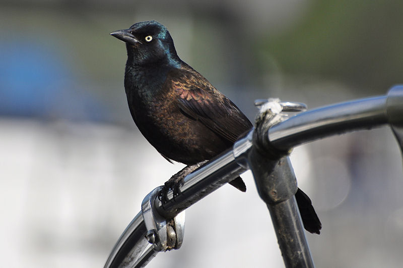 Common Grackle