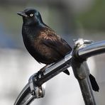 Common Grackle