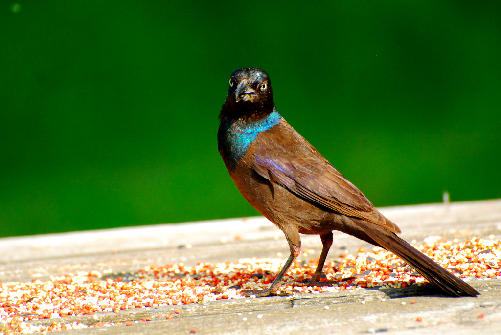 Common Grackle (Quisalus quiscula)