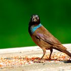 Common Grackle (Quisalus quiscula)