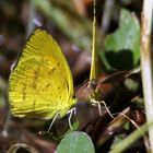 Common Grass Yellow,(Eurema hecabe)