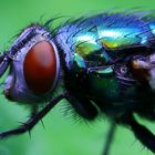 Common green bottle fly (Phaenicia sericata, Lucilia sericata)