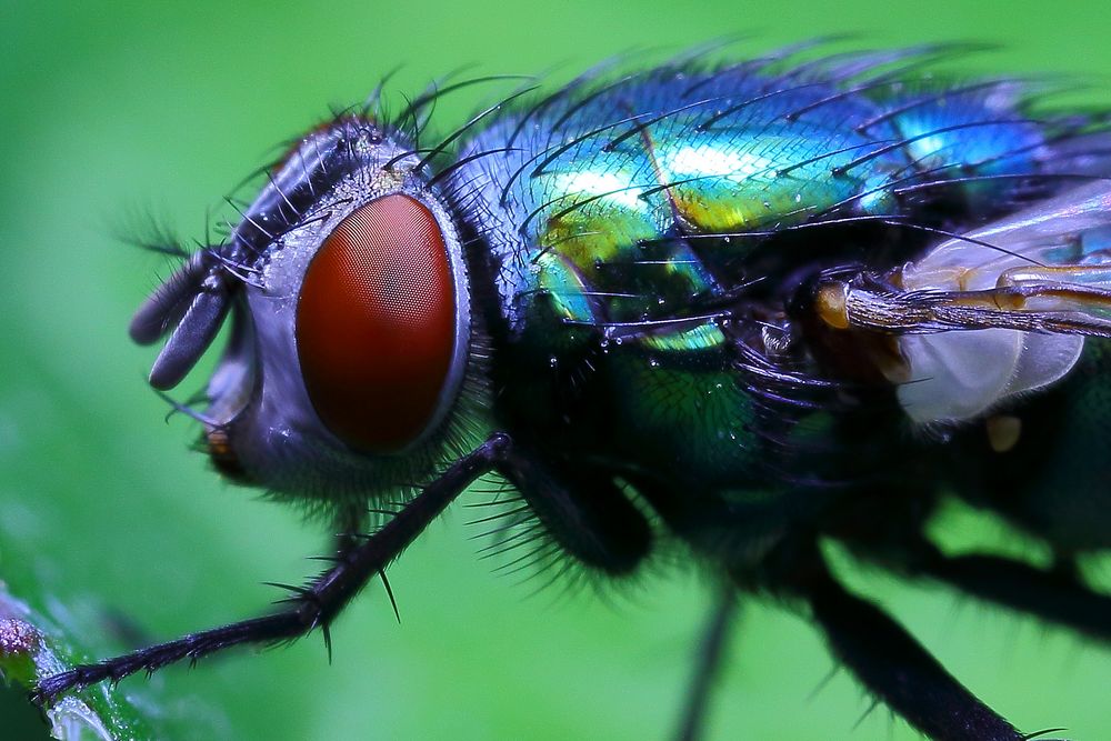 Common green bottle fly (Phaenicia sericata, Lucilia sericata)