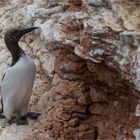 common guillemot