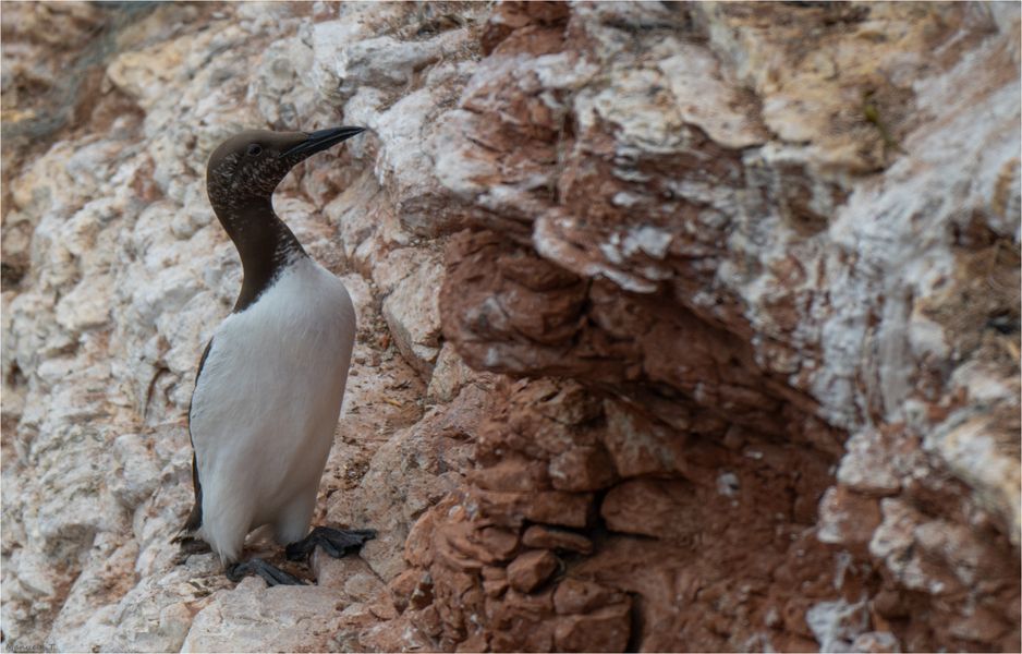 common guillemot