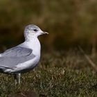 Common Gull