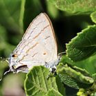 Common Hairstreak