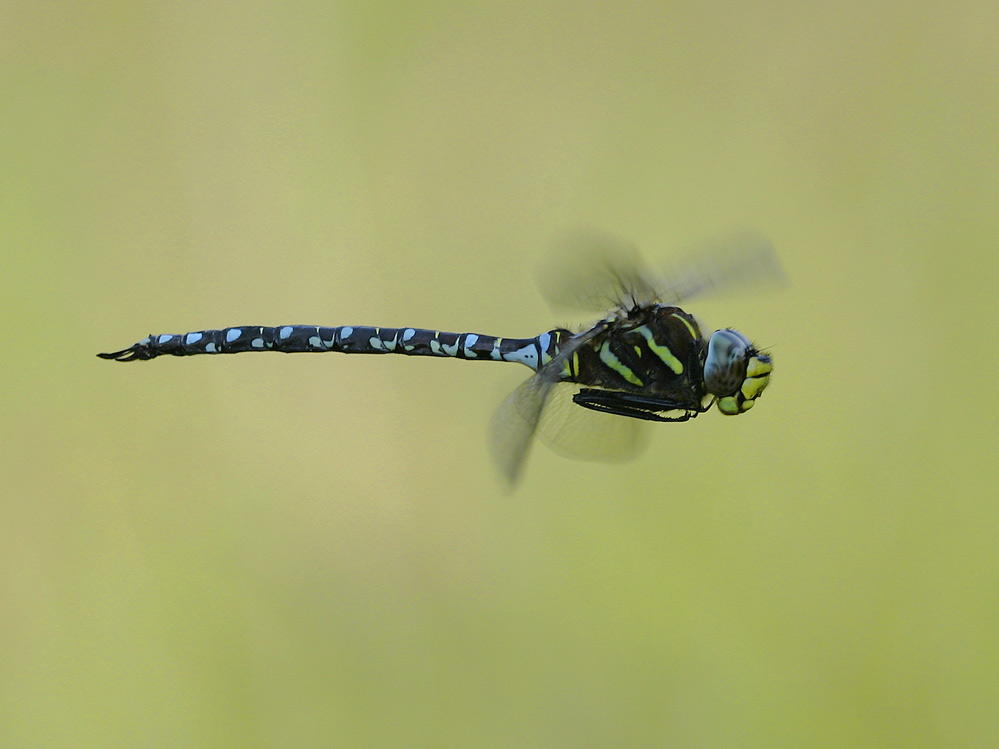 Common Hawker male / Aeshna juncea male