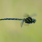 Common Hawker male / Aeshna juncea male