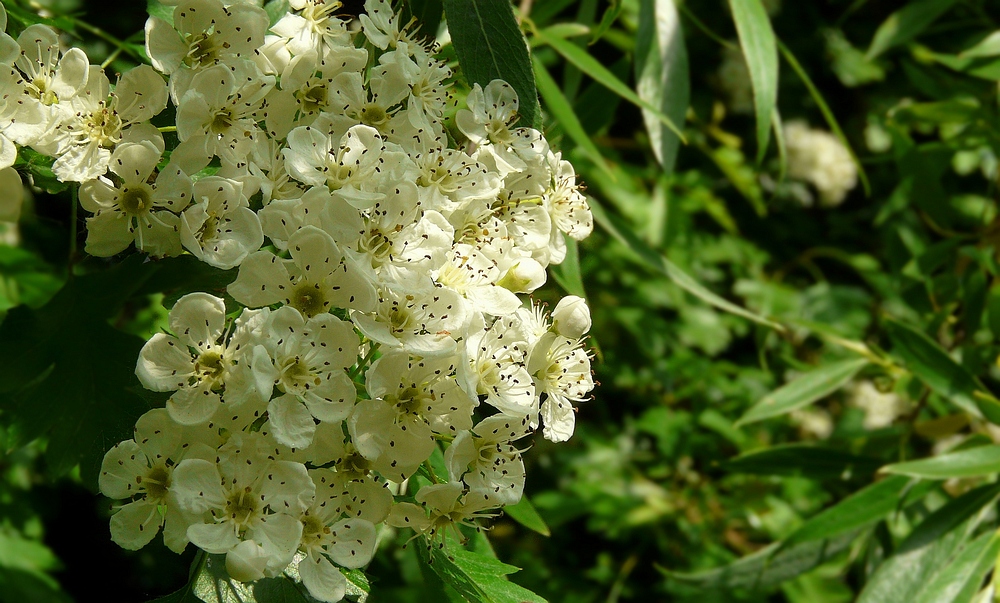 Common Hawthorn