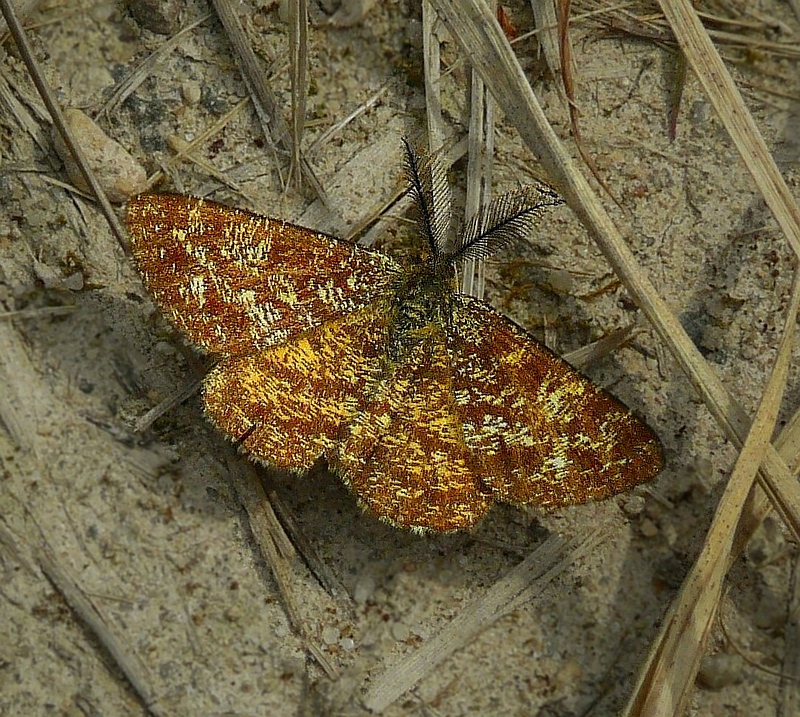 Common Heath