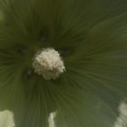 Common hollyhock (Alcea rosea)