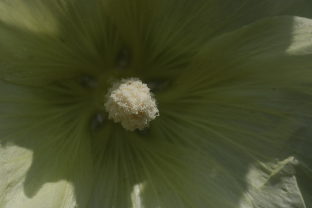 Common hollyhock (Alcea rosea)