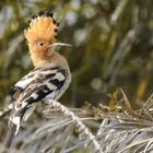 Common Hoopoe - Upupa