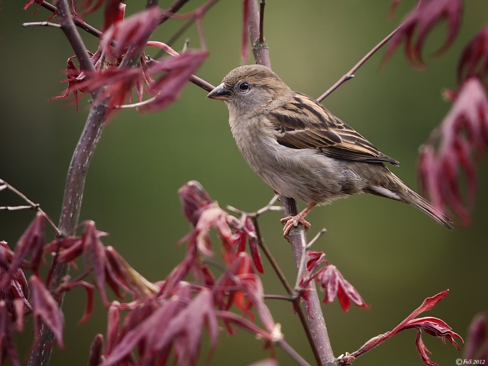 Common house Sparrow