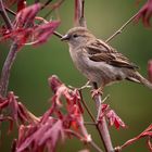 Common house Sparrow