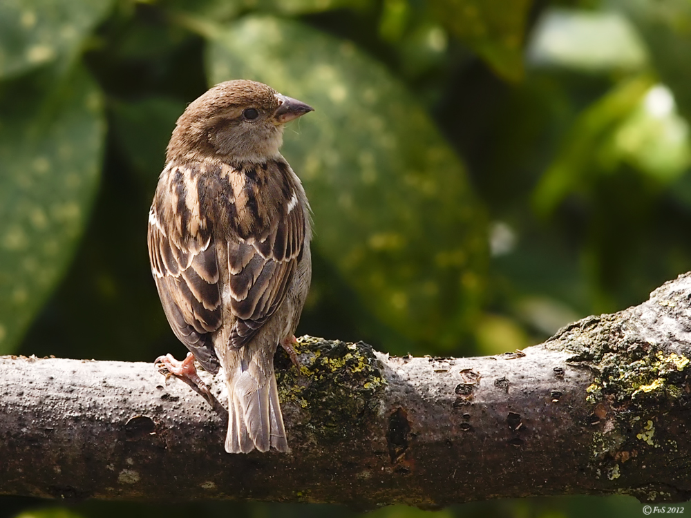 Common house Sparrow II