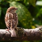 Common house Sparrow II