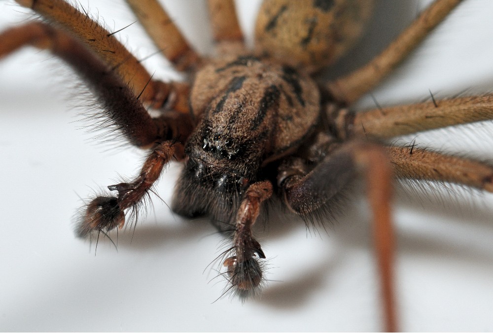 Common House Spider