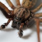 Common House Spider