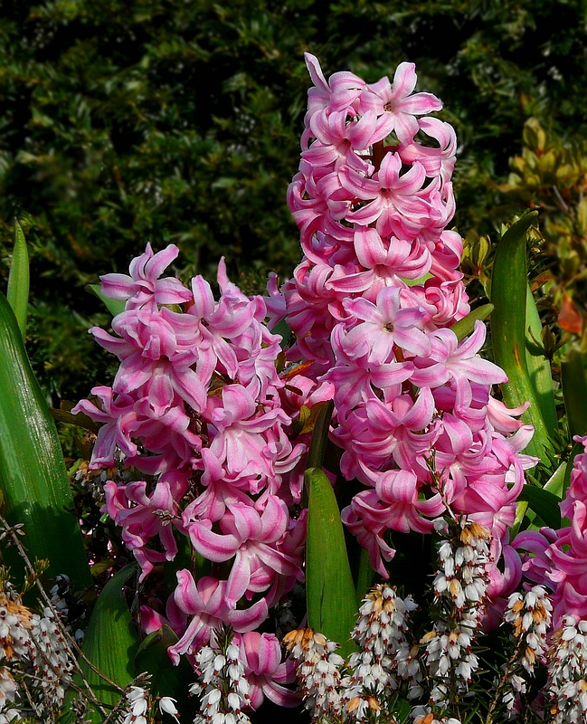 Common Hyacinth