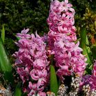 Common Hyacinth