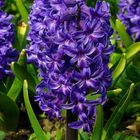 Common Hyacinth