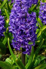 Common Hyacinth