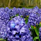 Common Hyacinth