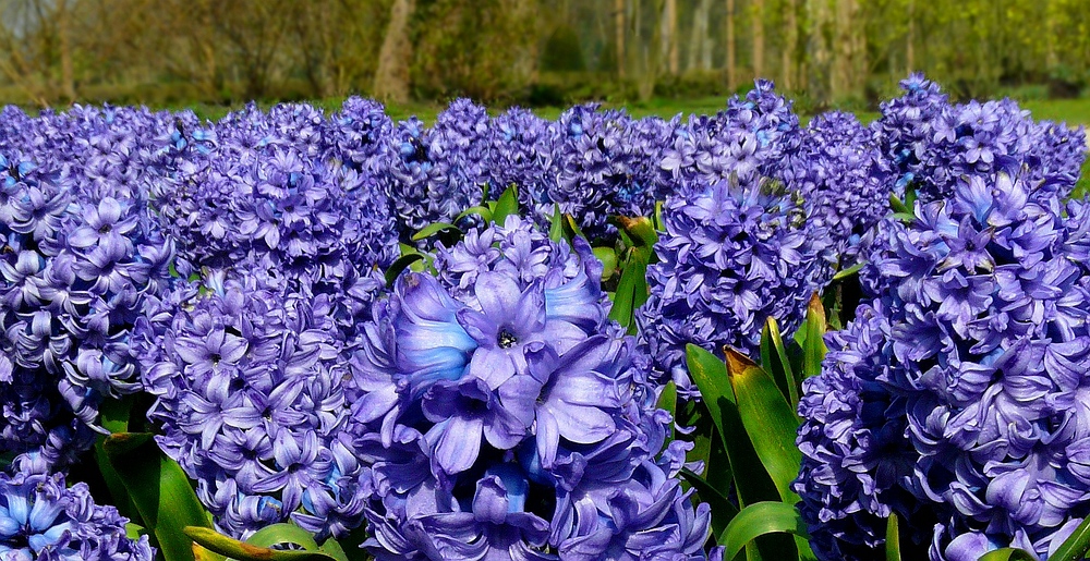 Common Hyacinth