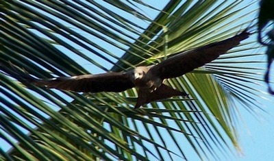 Common Indian Eagle