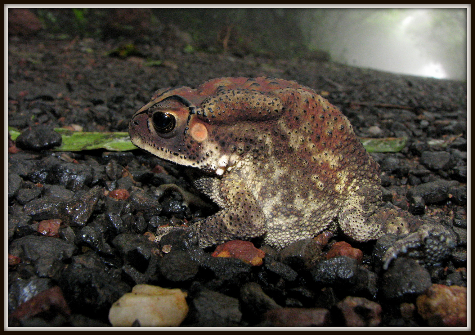 common indian toad (bufo melanostictus)