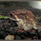 common indian toad (bufo melanostictus)