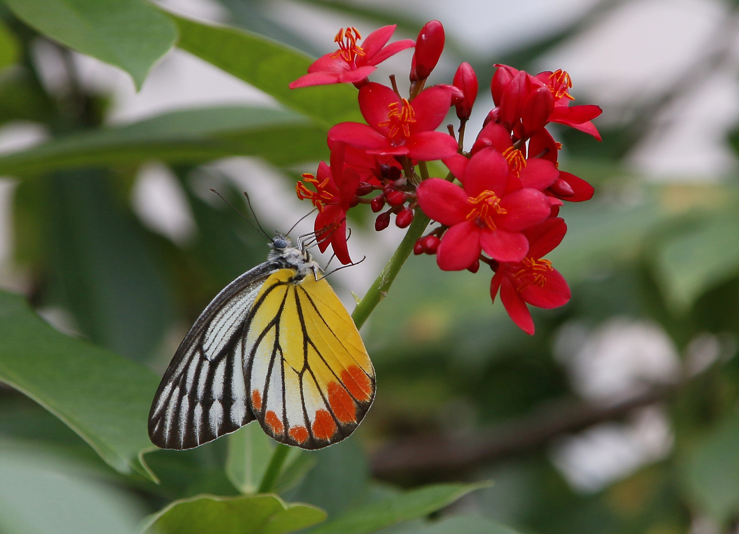 Common Jezebel