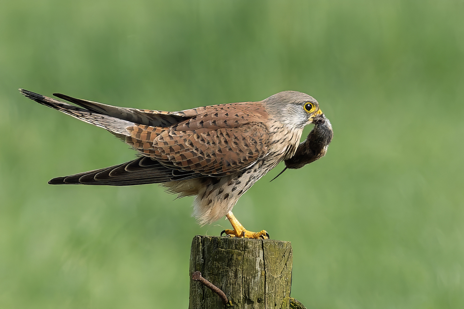 Common Kestrel