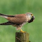 Common Kestrel