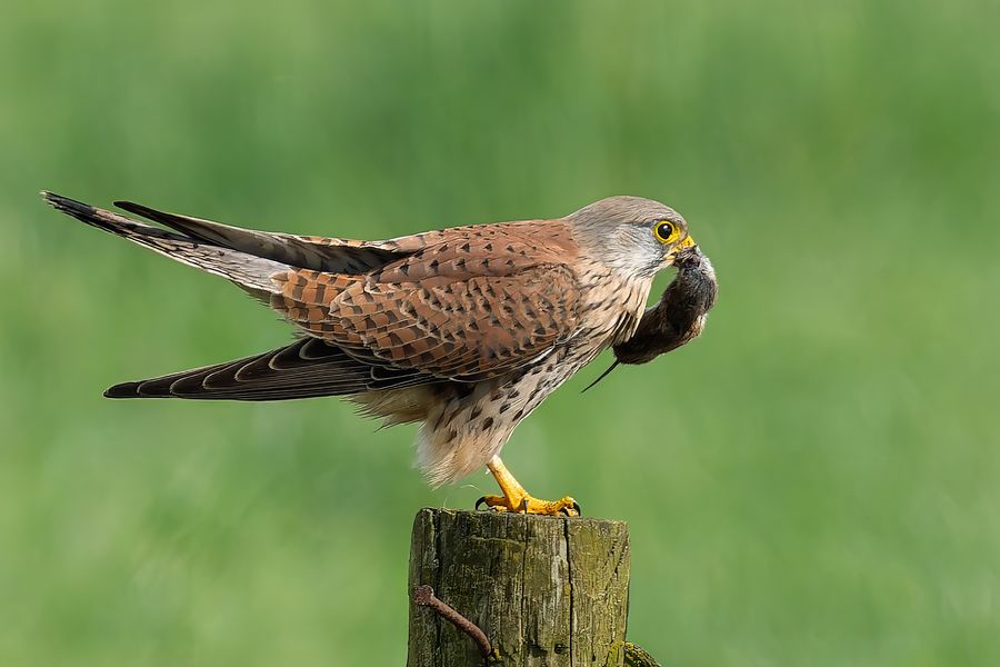 Common Kestrel