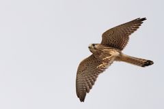 Common Kestrel