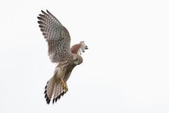 Common Kestrel