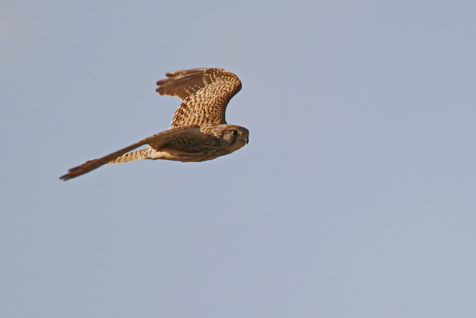 Common kestrel