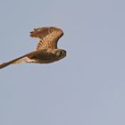 Common kestrel