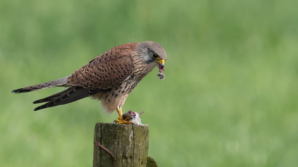 Common Kestrel