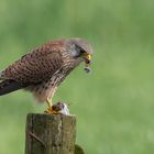 Common Kestrel